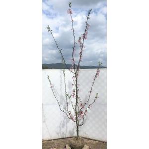 ハナカイドウ 約2.5m 1本株 可愛いピンク花 特大植木苗木 花街道 花