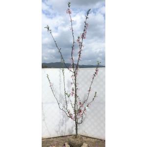 ハナカイドウ 約2m 1本株 可愛いピンク花 特大植木苗木 花街道