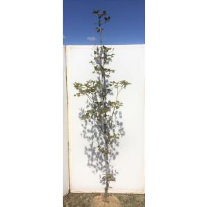 赤花ハナミズキ チェロキーチーフ 約1.8m 1本株 花水木 大株植木苗木