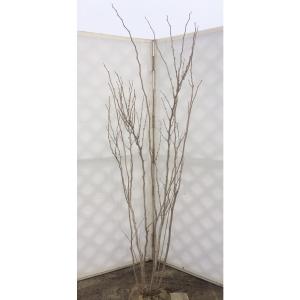 ハナズオウ　株立ち　約1.5ｍ　圧巻の花　特大植木苗木　お買い得なおまかせ株　送料無料