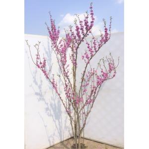 ハナズオウ 5本株立ち 約1.7m 現品発送 特大株 植木 苗木 大苗 花
