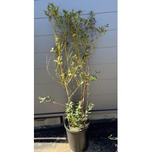 鉢植えブルーベリー　ピンクレモネード　株立ち　約1.4ｍ　規格販売品　植木　苗木　大苗　ハイブリット　ラビットアイ系　お買い得なお任せ株　送料無料