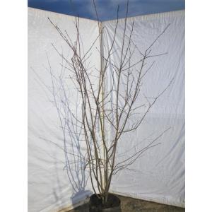 現品発送 ジューンベリー 株立ち 樹高1.4m-2.2m(鉢底から）シンボル