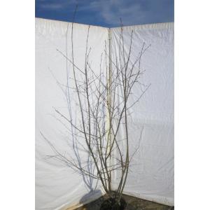 苗木 植木 落葉樹 Jbk 大福樹苗園 ジューンベリー 株立ち 約２ｍ ラマルキー 特大株 植木苗木 お買い得なおまかせ株 ブルーベリーの様な果実 送料無料