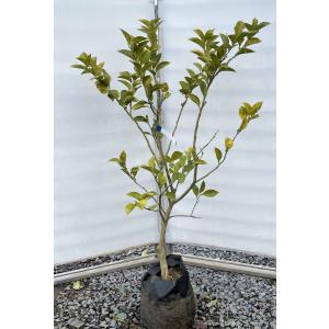 みかんの木 宮川早生 約1.6m 現品発送 特大株 植木苗木 現品発送 蜜柑