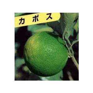カボスの木 かぼす 約1.7m 規格販売 大苗...の詳細画像1