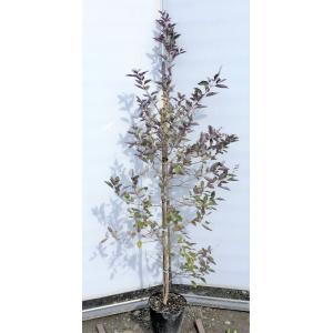 西洋ニンジンボク　ブルプレア　苗木　縦60センチ　ニンジンボク小セット 西洋ニンジンボク ブルプレア 苗木 縦60センチ ニンジンボク小セット