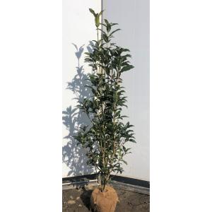 キンモクセイ　約1.5ｍ　2本セット　特大株　植木苗木大苗　金木犀　規格販売　お買い得なおまかせ株　常緑樹　送料無料｜大福樹苗園