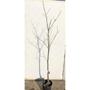 銀杏の木 藤九郎 約2m 特大植木苗木 大苗果樹 大実品種 ギンナン