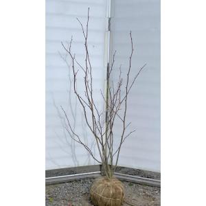 マルバノキ 6本株立ち 1.7m 現品発送 豪華株 マルバの木 特大植木