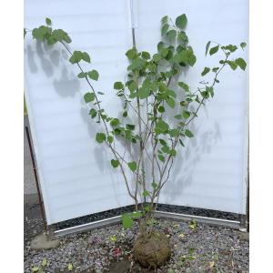 マルバノキ 株立ち ーー自然樹形 シンボルツリー 雑木 アオダモーー マルバアオダモ・株立ち | シンボルツリー 苗木/記念樹 苗木 色々な