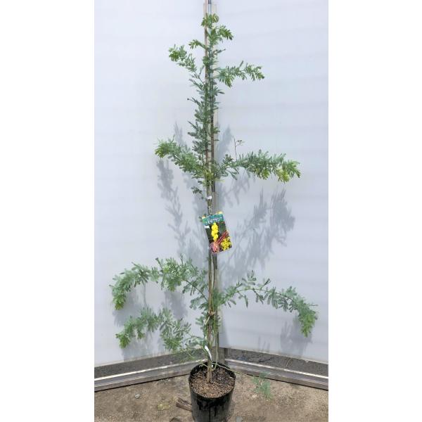 ミモザアカシア　約1.7ｍ　特大植木苗木　ギンヨウアカシア　銀葉アカシア　お買い得なお任せ株　常緑樹...