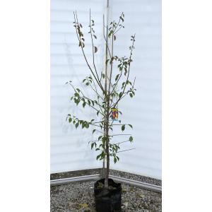 【正規通販】 約2m 南高梅の木 規格販売品 花 大実梅 苗木 植木 大苗 特大株 果樹