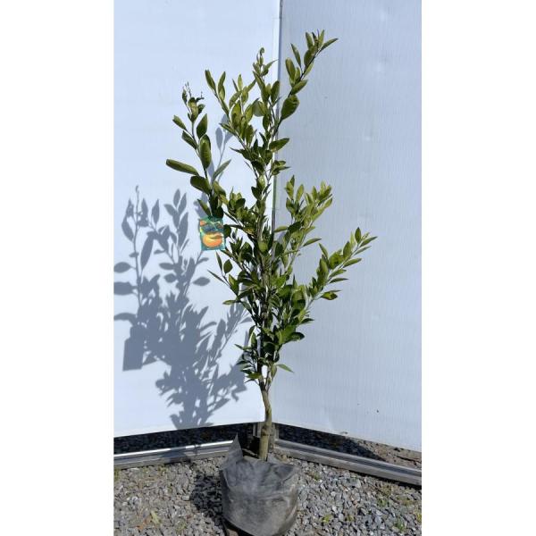 極早生温州みかんの木　日南早生　約1.5ｍ　規格販売　日南１号　特大植木苗木　大苗　お買い得なお任せ...