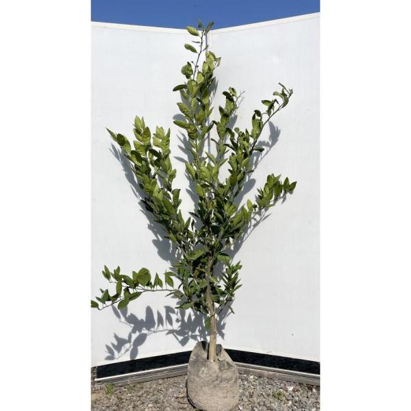 極早生温州みかんの木　日南早生　約1.7ｍ　規格販売　日南１号　特大植木苗木　大苗　お買い得なお任せ...