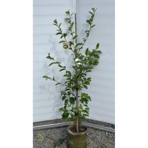 白花コブシの木 約2.4m 現品発送 超特大株 植木 苗木 大苗 辛夷の木