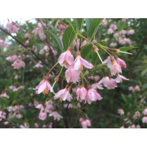 紅花エゴノキ ピンクチャイム 約1.4m 現品発送 特大植木苗木 希少な