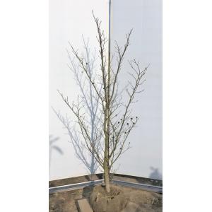 大福樹苗園 シャラ ヒメシャラ 花を楽しむ木 Yahoo ショッピング