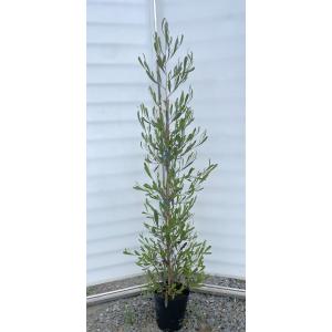 ポップブッシュ プルプレア 約1.2m 特大植木苗木 常緑樹 規格販売