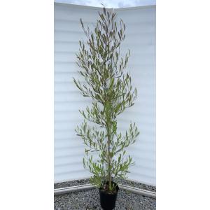 ポップブッシュ プルプレア 約1.5m 特大植木苗木 常緑樹 規格販売