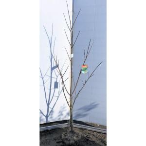 銀杏の木 藤九郎 約2m 特大植木苗木 大苗果樹 大実品種 ギンナン