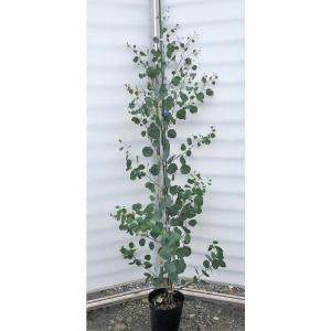 ポポラス 丸葉ユーカリ 約1.5m 特大株 植木苗木大苗 丸葉のユーカリの