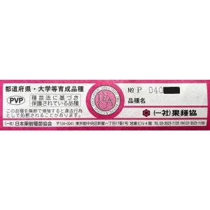 特許取得ぶどうの木 クイーンニーナ 約1.5m...の詳細画像1