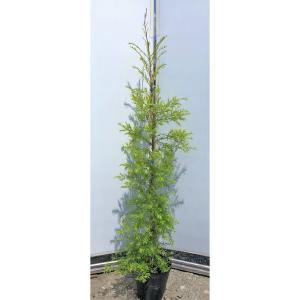 シルバーティーツリー 大苗 シルバーティーツリー 約1.2m 特大植木苗木 常緑樹 規格販売 お買い得