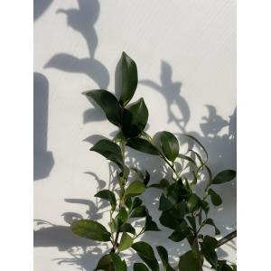 榊 サカキ 約1.5m 規格販売 特大株 植木...の詳細画像2