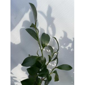 榊 サカキ 約1.5m 規格販売 特大株 植木...の詳細画像4