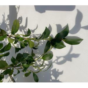 榊 サカキ 約1.5m 規格販売 特大株 植木...の詳細画像5