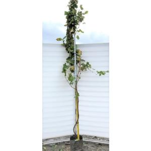 ヤシの木 トウシュロ 約120cm 現品発送 特大株 植木苗木 寒耐性 唐棕梠
