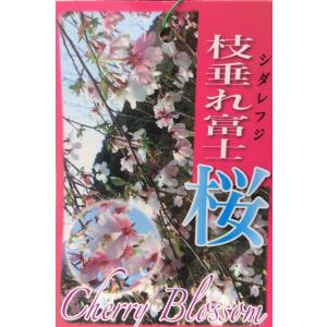 しだれ富士桜　約1.7ｍ　２色咲きに見えるしだれ桜　特大植木苗木　お買い得なおまかせ株　送料無料　