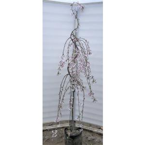 鬼クルミの木 約1.4m 現品発送 超特大株 植木苗木 大苗 果樹