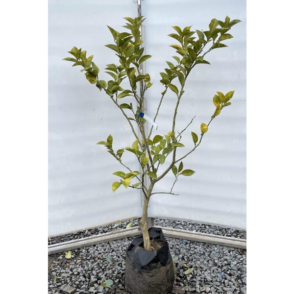 すだち　スダチの木　約1.5ｍ　規格販売　大苗　植木　苗木　果樹　ミカンの苗木　送料無料