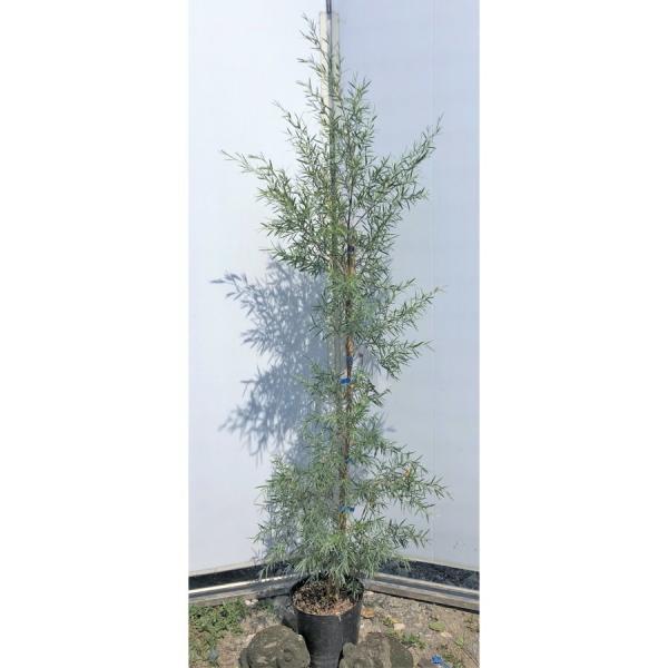 シルバーティーツリー　約1.2ｍ　特大植木苗木　常緑樹　規格販売　お買い得なおまかせ株　レプトスペル...