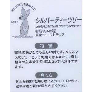 シルバーティーツリー 約1.2m 特大植木苗木...の詳細画像3