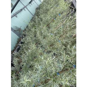 シルバーティーツリー 約1.2m 特大植木苗木...の詳細画像4