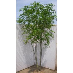 ハイノキ 株立ち 約2m 特大株 植木苗木 灰の木 規格販売 お買い得な