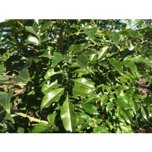 シマトネリコ 株立ち 約2m 大株植木苗木 シ...の詳細画像1
