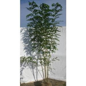 シマトネリコ 5本株立ち 約1.6m 現品発送 美樹形株 特大株 植木苗木