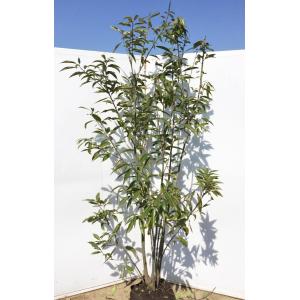 金木犀 特大株 キンモクセイ 株立ち 約2m 豪華株 超特大株 現品発送 植木苗木大苗