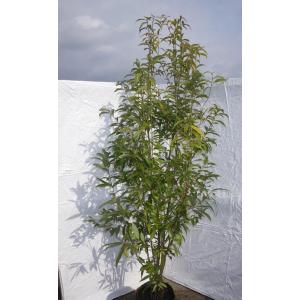 常緑エゴノキ 株立ち 約1.8m 現品発送 トキワエゴ 常緑樹 : 大福樹苗園