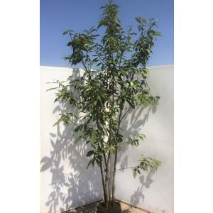 どんぐりの木 シラカシ 株立ち 約1.8m 現品販売 特大株 植木 苗木