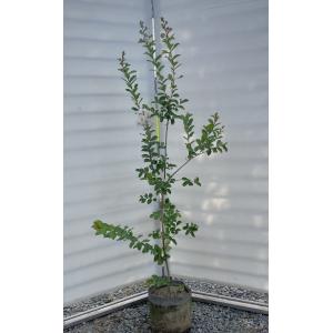 サルスベリの木　白花　約1.7m　１本株　真っ白な百日紅　大株植木苗木　お買い得なお任せ株　送料無料