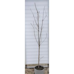 エゴの木 株立ち 約1.7m エゴノキ 美樹形株 特大株 植木 苗木 規格販売