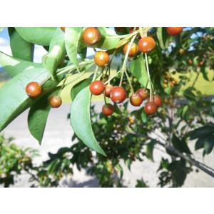 ソヨゴの木 株立ち 約2.2m 超特大株 植木...の詳細画像1