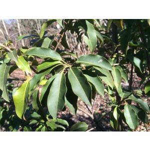 ソヨゴの木 株立ち 約2.2m 超特大株 植木...の詳細画像2