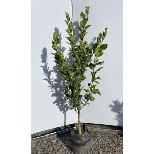 みかんの木 南柑20号 約1.6m 現品販売 植木 苗木 大苗 蜜柑の木 果樹