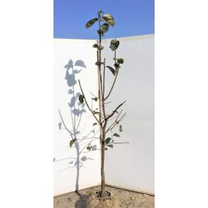 ハナミズキ/チェロキーチーフ【現品発送】管理70834 楽天市場】【現品】花水木（ハナミズキ）チェロキーチーフ 1.5m 41980